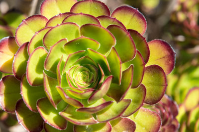 Echeveria