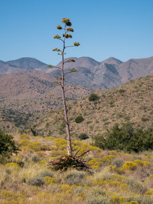 Century plant