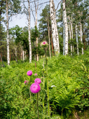 Along the Trail