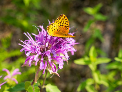 Flora and Fauna