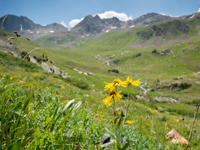 American Basin flowers