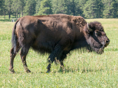 Mr Bison