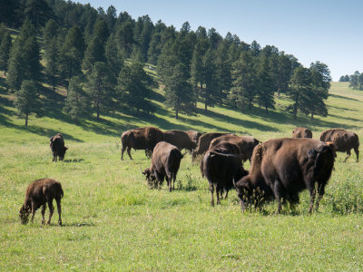 Genesee Park Bison herd