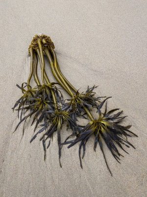 Some thing on the beach