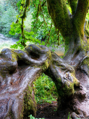 Rain forest