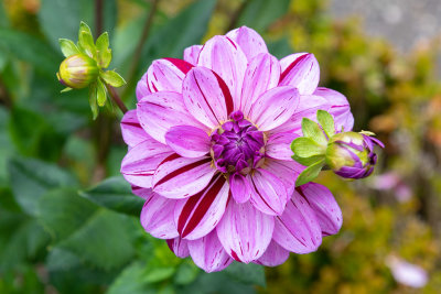 Shore Acres gardens
