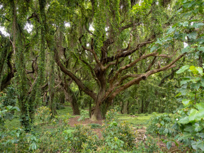 Big tree