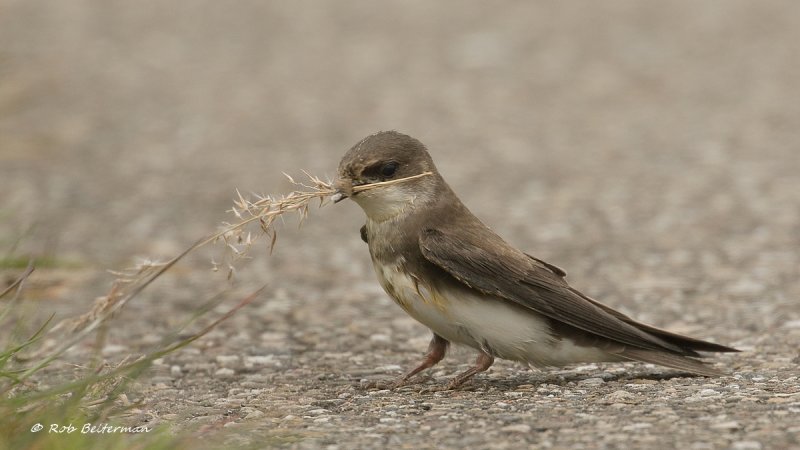 Sand martin