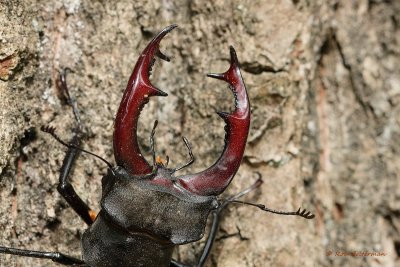 Vliegend Hert - Stag Beetle (Lucanus cervus)