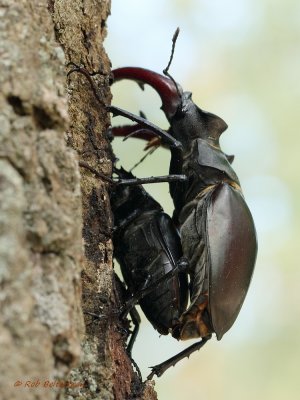 Vliegend Hert - Stag Beetle (Lucanus cervus)