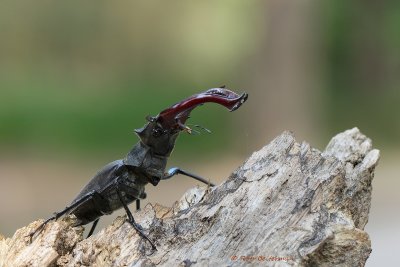 Vliegend Hert - Stag Beetle (Lucanus cervus)