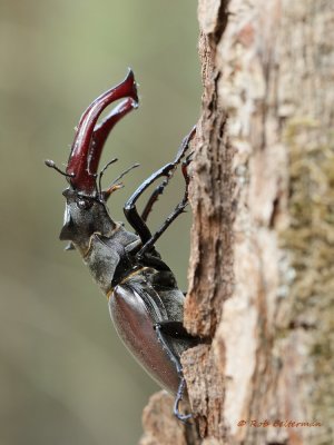 Vliegend Hert - Stag Beetle (Lucanus cervus)