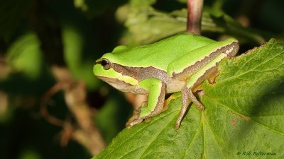 Boomkikker - European tree frog (Hyla arborea)