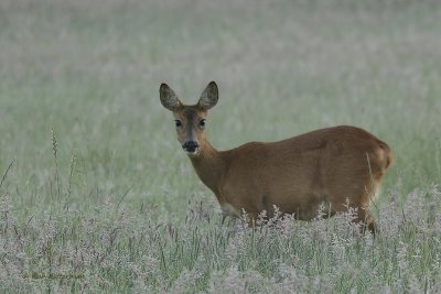 Ree -Roe Deer (Capreolus capreolus)