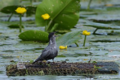 ZwarteStern - Black Tern (Chlidonias niger)