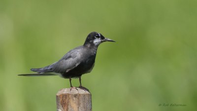 ZwarteStern - Black Tern (Chlidonias niger)