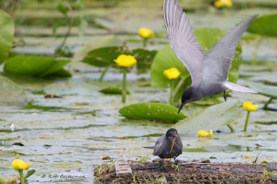 ZwarteStern - Black Tern (Chlidonias niger)