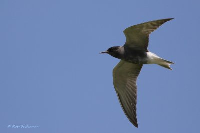 ZwarteStern - Black Tern (Chlidonias niger)