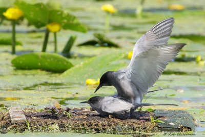 ZwarteStern - Black Tern (Chlidonias niger)