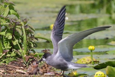 ZwarteStern - Black Tern (Chlidonias niger)