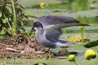 ZwarteStern - Black Tern (Chlidonias niger)