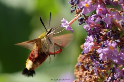 Glasvleugelpijlstaart (Hemaris fuciformis) 1