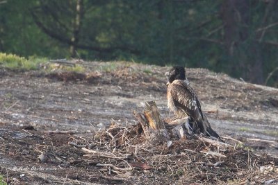 Bearded Vulture