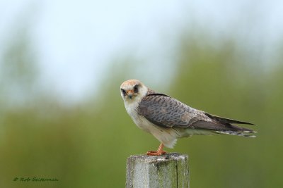 Red-footed Falcon