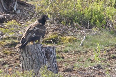 Bearded Vulture