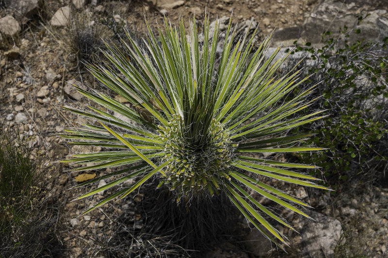 Neatly trimmed agave (??)