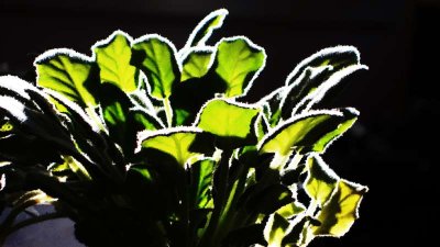 houseplant_045.jpg