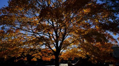 2019_Oct_CH_tree_019.jpg