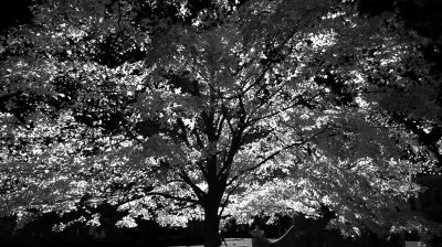 2019_Oct_CH_tree_bw_IR_018.jpg