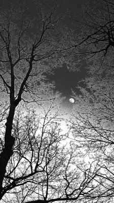 2019_Apr_deck_bw2_004.jpg