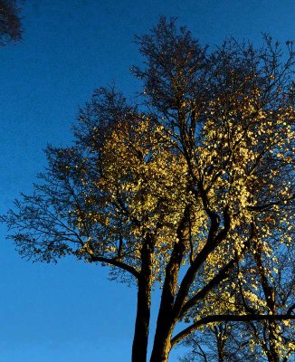 late_tree_046.jpg