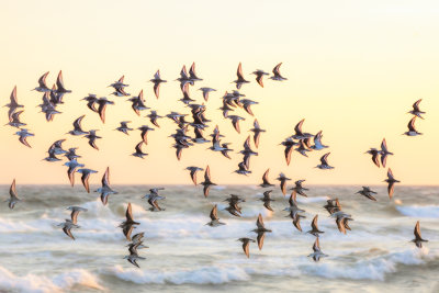 Birds on the Shore 