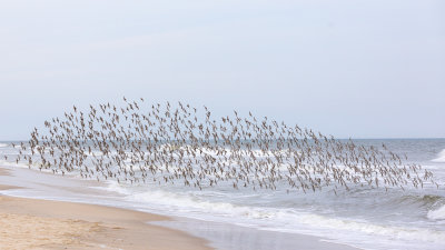 Birds on the Shore 