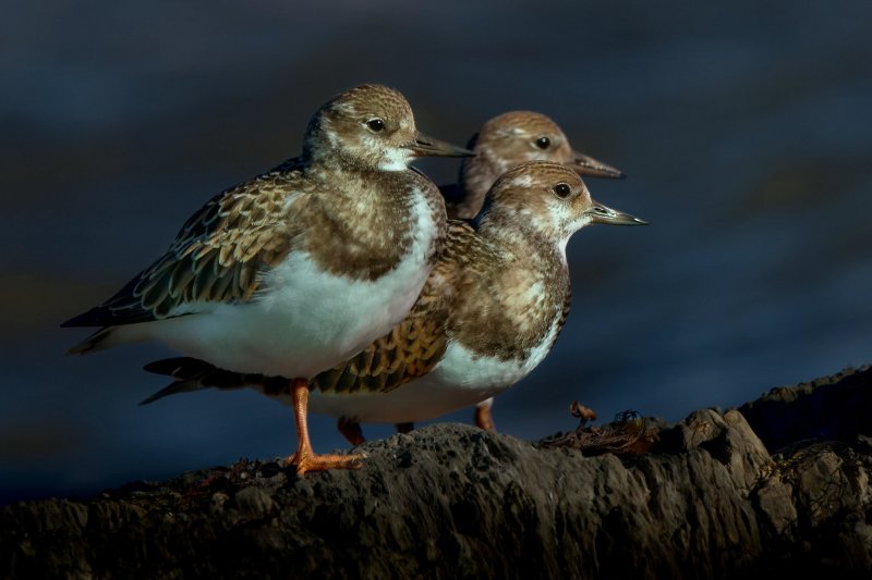 Trio 