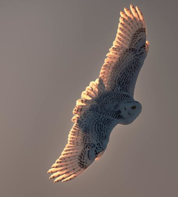 g12/90/993290/3/172483654.LkuP7BCQ.jpg