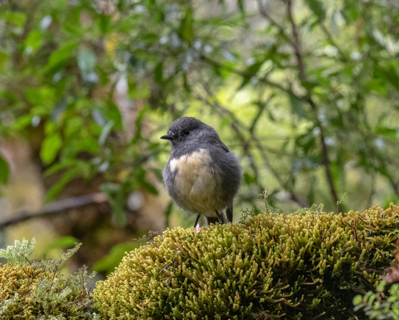 South Island Robin