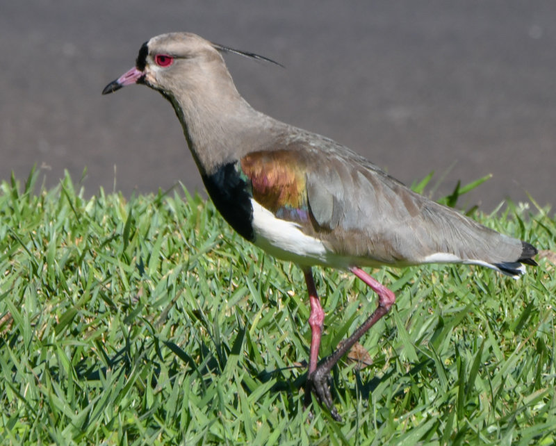 Southern Lapwing