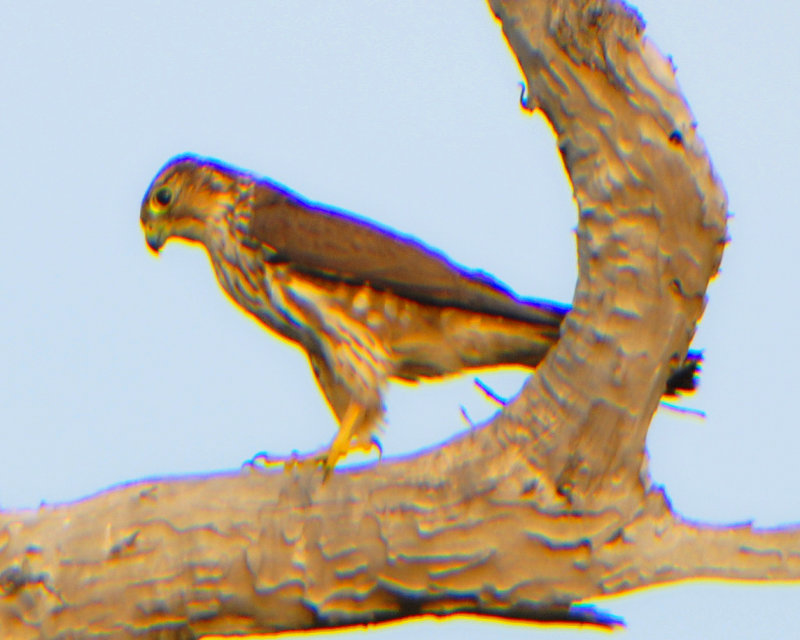 Merlin