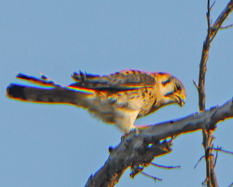 American Kestrel