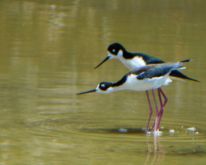 Black-necked Stilt