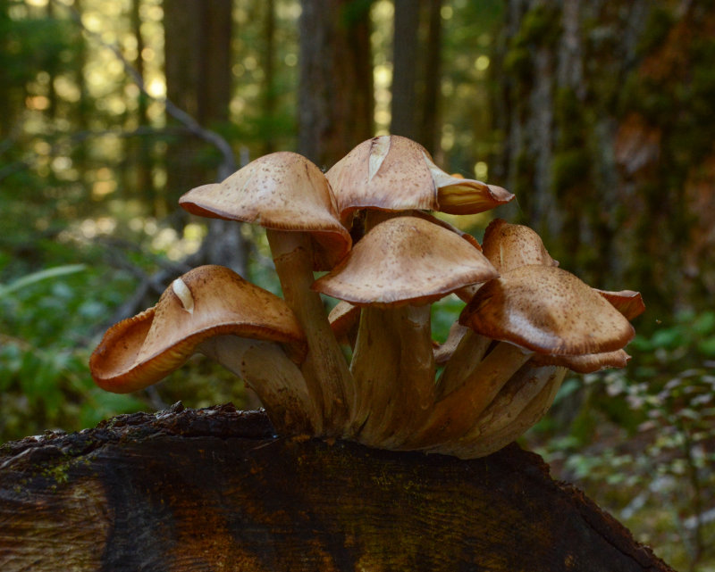 Armillaria ostoyae