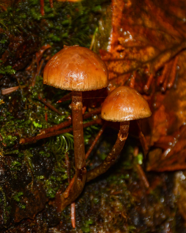 Galerina marginata