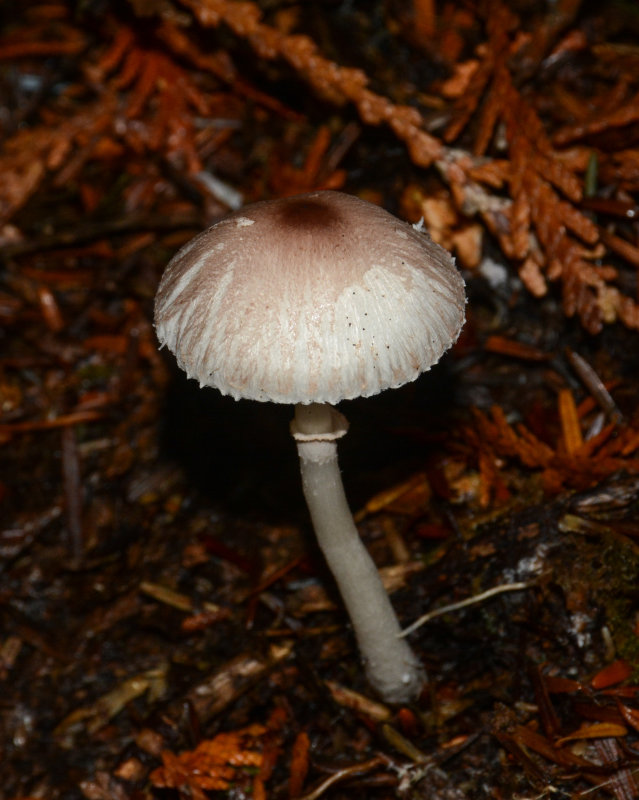 Leucoagaricus rubrotinctoides