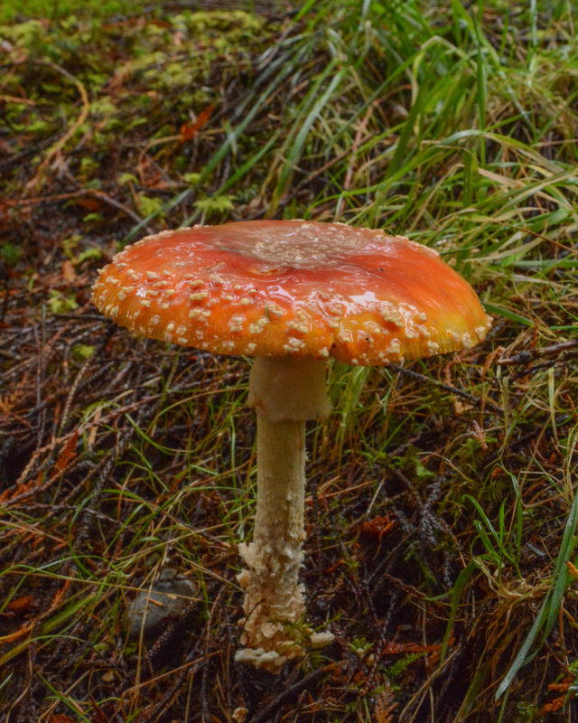 Amanita muscaria var. flavivolvata