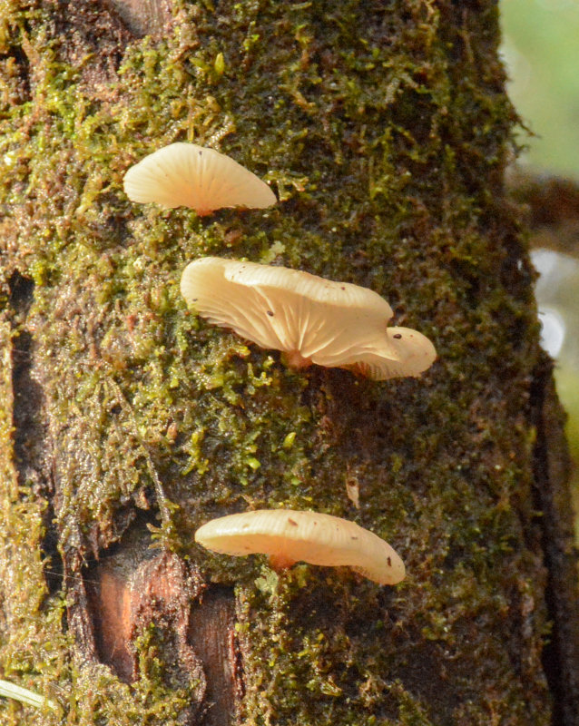 Pleurotus populinus