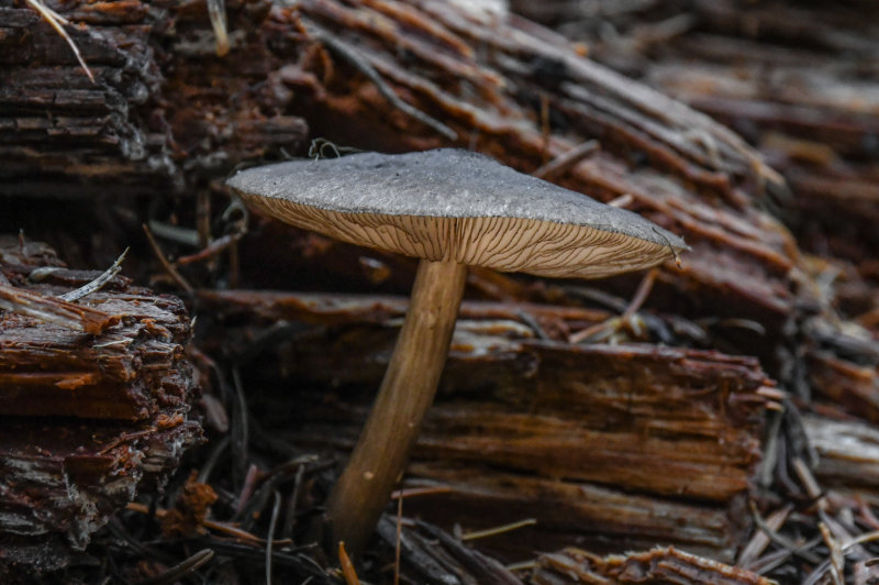 Pluteus laricinus